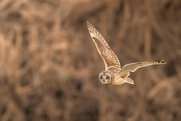 Fototapeta premium コミミズクの飛翔
