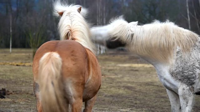 Two horses are playing together.
