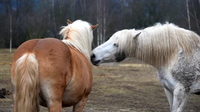 Two horses are playing together.
