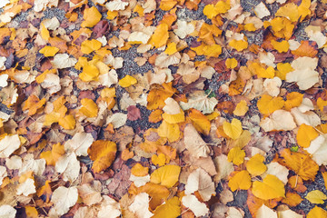 Yellow autumn leaves on the ground, background, texture