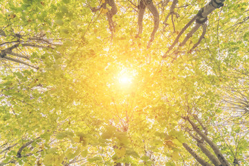 Bright sun through the crowns of the trees