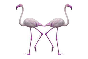 flamingos isolated on white background, Lovely bird