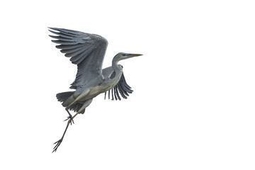 Grey heron flying isolated on white background - Powered by Adobe