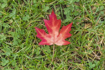 Red maple leaf on the green grass