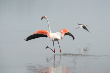 Fototapeta premium Beautiful flamingo ,Bird in nature