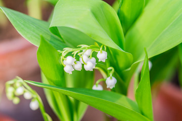 Blossoming lily of the valley, floral background, selective focus