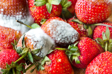 gray mold on red ripe fresh strawberries from farm are found in QC process before sending to sell...
