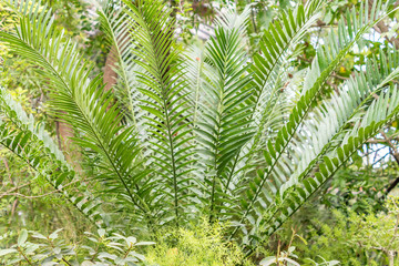 tropical plants in the garden