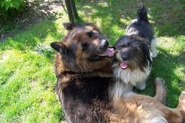 A black and white terrier and an old German shepherd dog