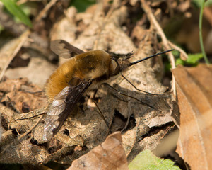 Beefly