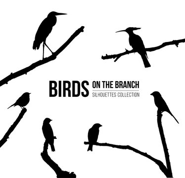Birds on the branch silhouettes collection