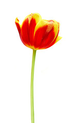 Fototapeta premium A red and yellow tulip on a white background, closeup. Isolate.