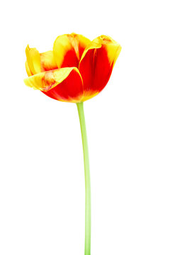 A red and yellow tulip on a white background, closeup. Isolate.