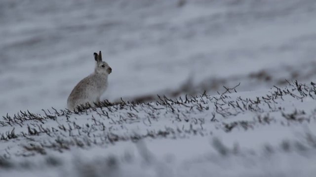 Mountain hare, Lepus timidus, cleaning, eating, running on a foggy day in the snow during winter in the cairngorm national park, scotland