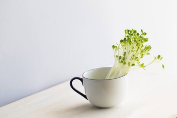 Fresh organic sunflower sprouts on the table