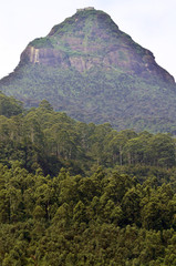 ADAM'S PEAK CLIMBED BY THOUSANDS OF PILGRIMS