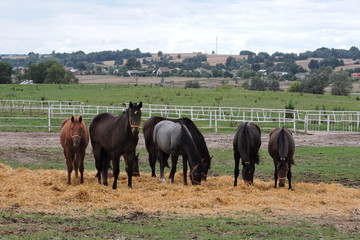 A drove of horses in a pasture - obrazy, fototapety, plakaty