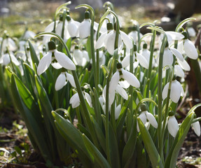 Obraz premium white snowdrops. closeup. selective focus. spring is coming.