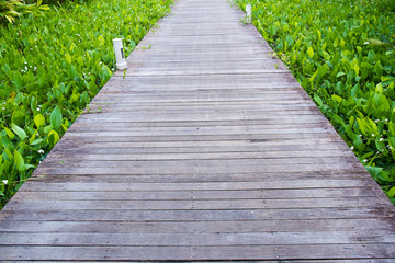 Fototapeta na wymiar Wooden walkway with with aquatics plant on both sides