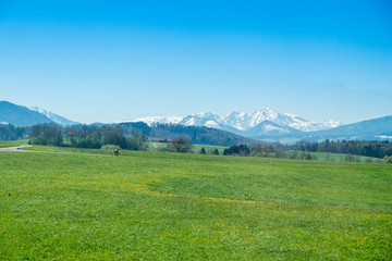 Snowy Alps mountains behind a green meadow