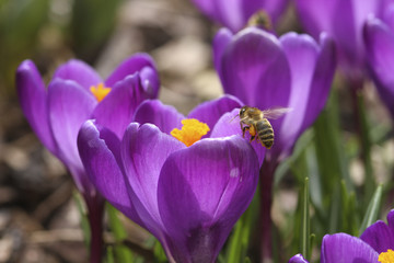 Krokusse mit Biene im Frühling