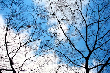 木々 青空
