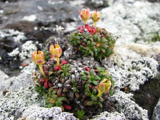 North plants
