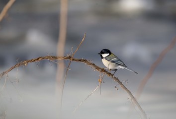 シジュウカラ