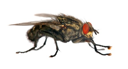 fly isolatet on the white background