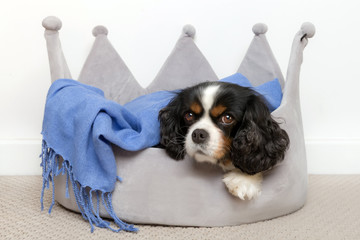 Portrait of a dog