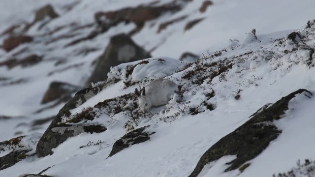 mountain hare, Lepus timidus, Leporidae, eating, scratching on snow covered slope in the cairngorm national park, scotland