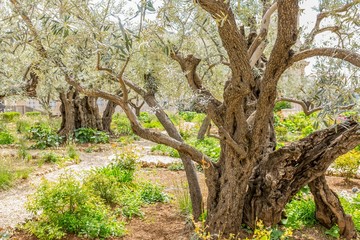 Gethsemane in Jerusalem, Israel