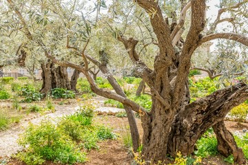 Fototapeta premium Gethsemane in Jerusalem, Israel