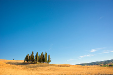 Obraz premium Beautiful typical tuscan landscape with cypress trees in a field in summer, Val d'Orcia, Tuscany, Italy