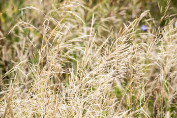Wildflowers. Summer field. naturalness and beauty of nature
