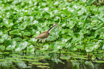 Juvenile wattled Jacana (Jacana Jacana) walking on water plants in Costa Rica