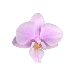 Naklejka na ściany i meble Flower of a pink and yellow Phalaenopsis orchid isolated