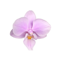 Obraz premium Flower of a pink and yellow Phalaenopsis orchid isolated