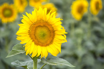 Obraz premium Field with sunflowers. Young sunflowers. agriculture and agronomy