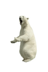 Standing polar bear with an open mouth Isolated over white background