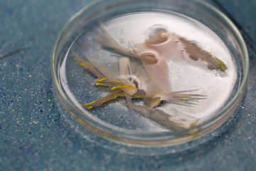 Fish samples to find parasite samples of education in laboratory.