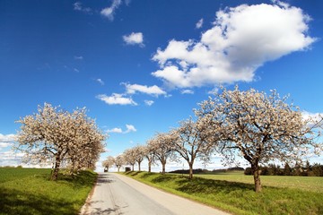 Fototapeta na wymiar road and alley of flowering cherry trees