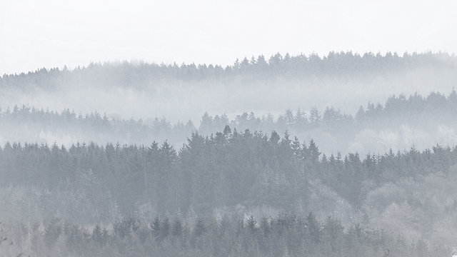 Rural winter foggy woodland landscape © kim