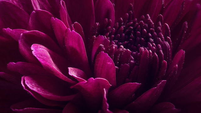 Flwer Chrysanthemum Macro