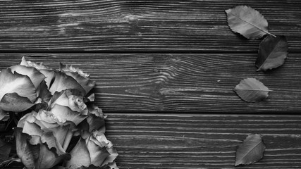 Beautiful roses on wooden planks background, black and white
