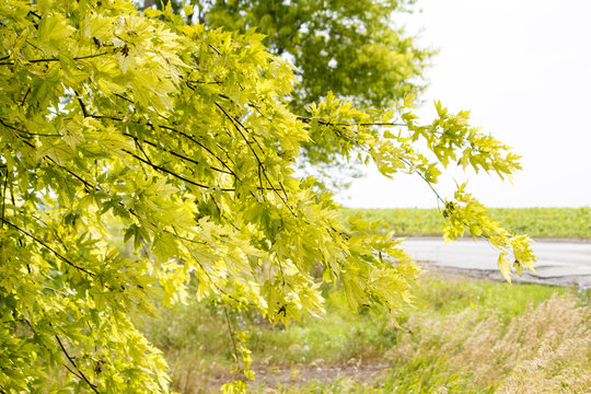 Green branches and road. Green branches and blue sky