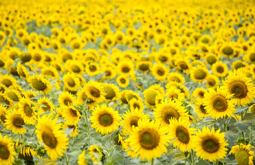 Field with sunflowers. Young sunflowers. agriculture and agronomy
