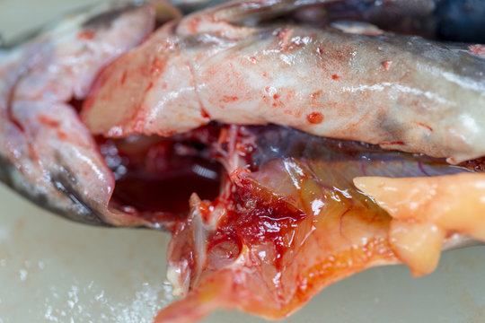 Fish samples to find parasite samples of education in laboratory.