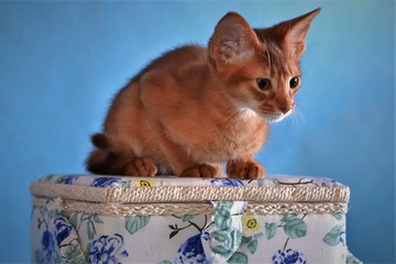 Abyssinian kitten