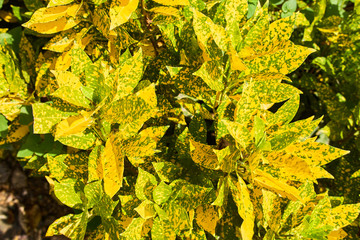 Garden croton leaves
